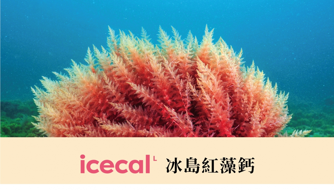 冰島紅藻鈣
