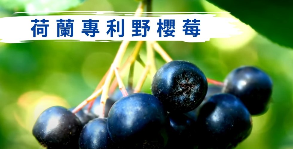 荷蘭專利野櫻莓：有國際生理機能專利，才是真的安全有效