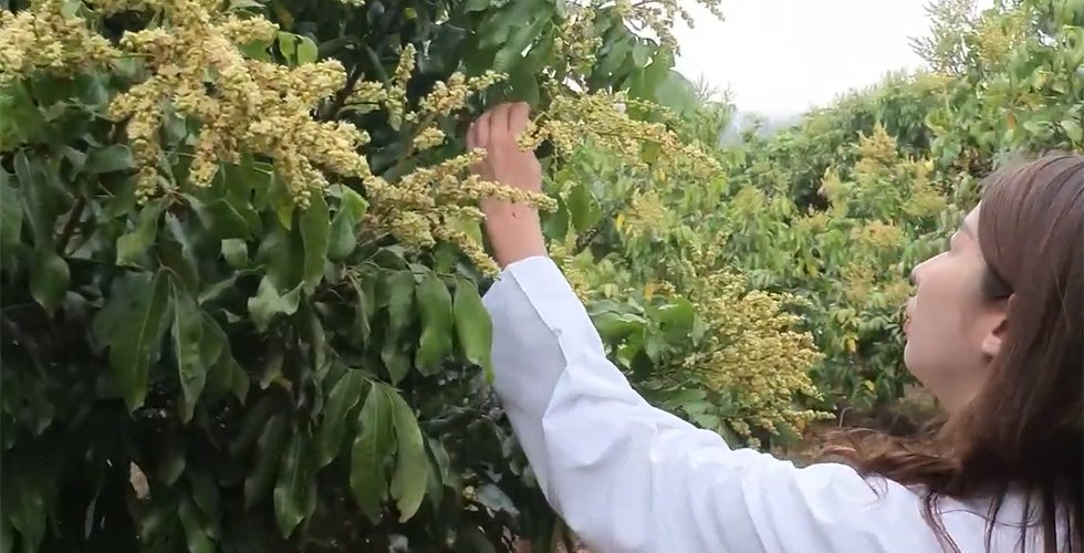 榮獲睡眠應用發明專利｜龍眼花多酚，天然助眠新原料